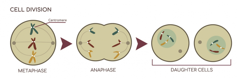 Centromere, a specialised region of DNA on the chromosome, directs chromosome movement during cell division. Courtesy of Jasmine Lau, an undergraduate student helper in Yuen’s Lab.